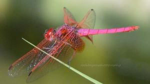 Roseate Skimmer (Orthemis ferruginea)